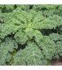 Kale Rizada Dwarf Green Curled - semillas no tratadas
