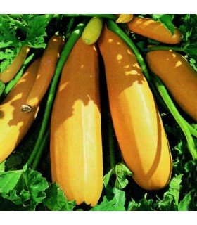 Calabacín F1 Atena