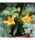 Zucchini F1 Midnight - untreated seeds
