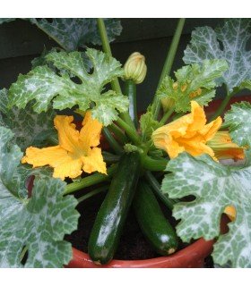 Courgette F1 Midnight - graines non traitées