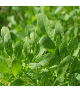 Arugula coltivata - untreated seeds