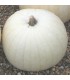 Calabaza Gigante Snowman