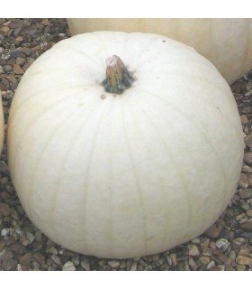Calabaza Gigante Snowman