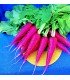 Rabanito Oriental Rosa 2 -semillas no tratadas