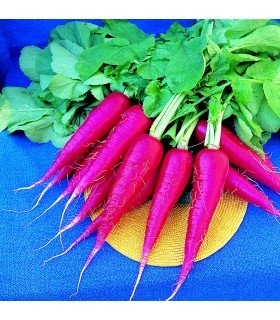 Rabanito Oriental Rosa 2 -semillas no tratadas