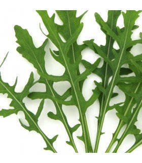 Wild arugula - untreated seeds