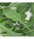 Rúcula Hoja de Olivo