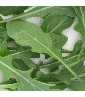 Roquette Feuille d'Olivier