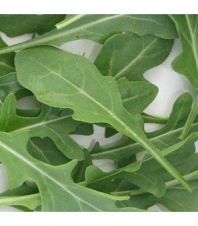 Roquette Feuille d'Olivier