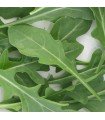 Olive Leaf Arugula