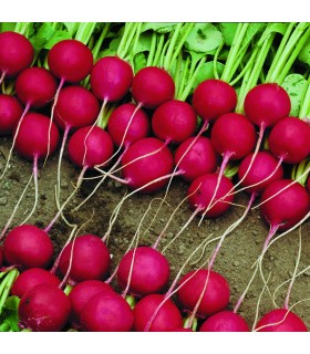 Rabanito F1 Celesta (Semillas no tratadas)