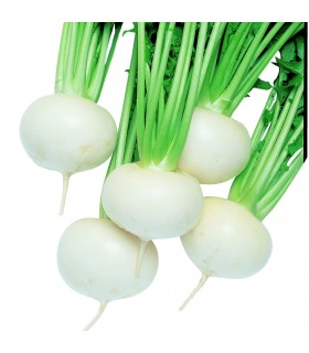 Turnip F1 Tokyo Cross - untreated seeds