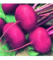 Remolacha Egipcia - semillas no tratadas
