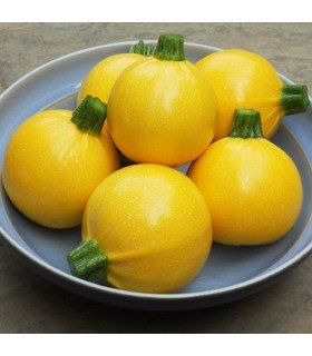 Calabaza F1 Summer Ball