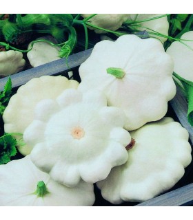 Calabaza F1 Moonbeam