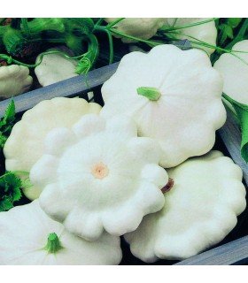 Calabaza F1 Moonbeam