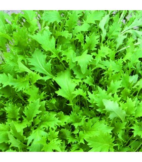 Mizuna - untreated seeds