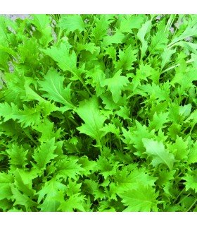 Mizuna - untreated seeds
