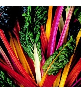 Bright Lights Chard - untreated seeds