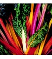 Bright Lights Chard - untreated seeds
