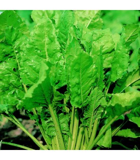 Acelga Perpetual Spinach