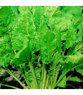 Acelga Perpetual Spinach