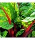 Acelga Rhubarb
