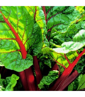 Chard Rhubarb - untreated seeds