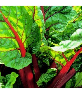 Chard Rhubarb - untreated seeds