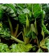 Chard White Silver 2 - graines non traitées