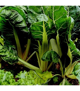 Chard White Silver 2 - graines non traitées