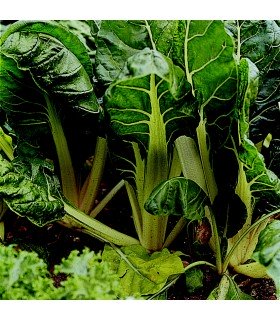 Chard White Silver 2 - graines non traitées