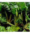 Chard White Silver 2 - untreated seeds