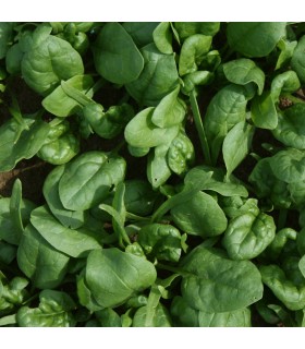 Espinaca F1 Mississippi