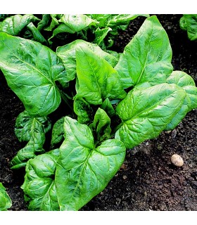 Espinaca F1 Palco - semillas no tratadas
