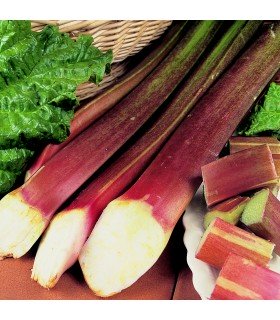 Rhubarbe Victoria - graines non traitées