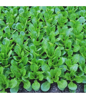 Canónigo Vit  - semillas no tratadas