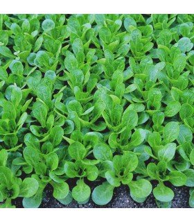 Canónigo Vit  - semillas no tratadas