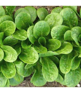 Canónigo Vit  - semillas no tratadas