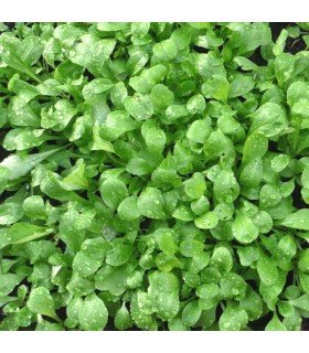 Canónigos Verte de Cambrai