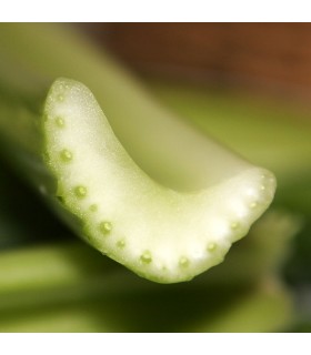 Apio Tall Utah - semillas no tratadas