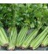 Apio Tall Utah - semillas no tratadas