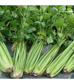 Apio Tall Utah - semillas no tratadas