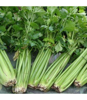 Apio Tall Utah - semillas no tratadas