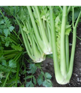 Apio Tall Utah - semillas no tratadas