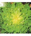Endive Blond Full Heart - untreated seeds
