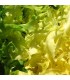 Endive Blond Full Heart - untreated seeds