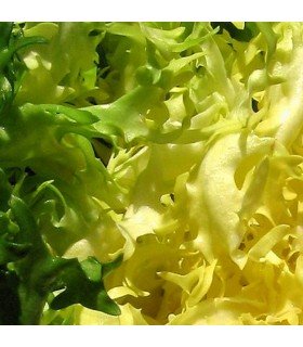 Endive Blonde Pleine Cœur - graines non traitées