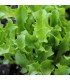 Escarola Romanesca - semillas no tratadas