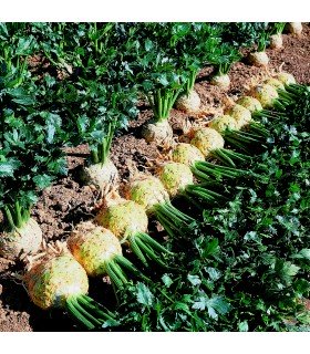 Apio Nabo Prinz - semillas no tratadas